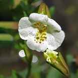 Mimulus strictus